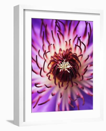 Detail of Clematis Flower-Darrell Gulin-Framed Photographic Print