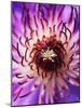 Detail of Clematis Flower-Darrell Gulin-Mounted Photographic Print