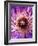 Detail of Clematis Flower-Darrell Gulin-Framed Photographic Print