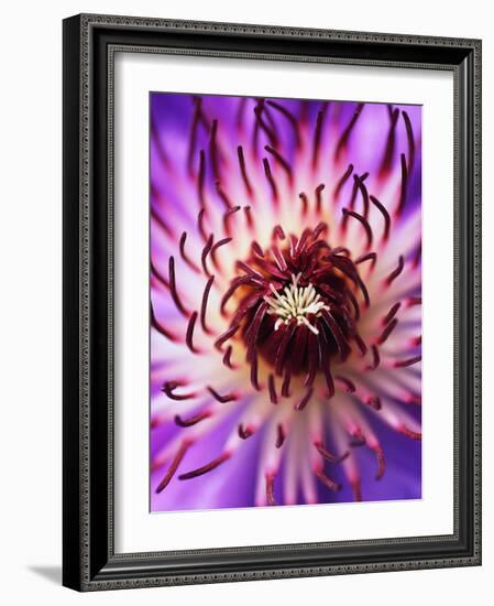 Detail of Clematis Flower-Darrell Gulin-Framed Photographic Print