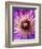 Detail of Clematis Flower-Darrell Gulin-Framed Photographic Print