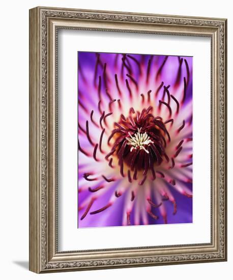 Detail of Clematis Flower-Darrell Gulin-Framed Photographic Print