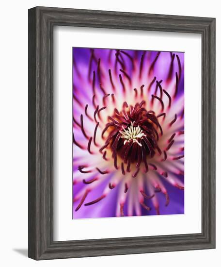 Detail of Clematis Flower-Darrell Gulin-Framed Photographic Print