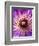 Detail of Clematis Flower-Darrell Gulin-Framed Photographic Print