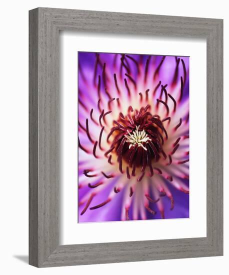 Detail of Clematis Flower-Darrell Gulin-Framed Photographic Print