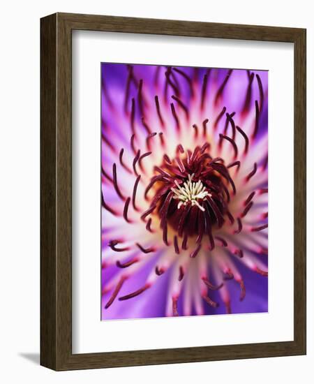 Detail of Clematis Flower-Darrell Gulin-Framed Photographic Print