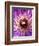 Detail of Clematis Flower-Darrell Gulin-Framed Photographic Print