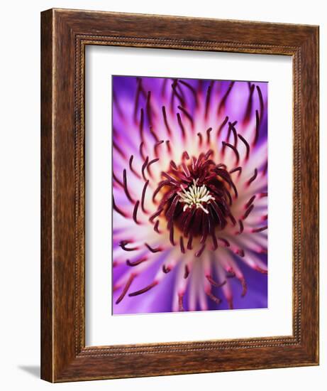 Detail of Clematis Flower-Darrell Gulin-Framed Photographic Print