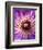 Detail of Clematis Flower-Darrell Gulin-Framed Photographic Print