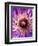 Detail of Clematis Flower-Darrell Gulin-Framed Photographic Print