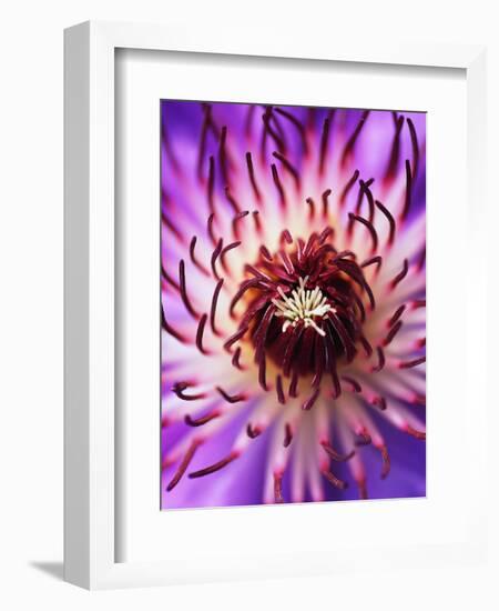 Detail of Clematis Flower-Darrell Gulin-Framed Photographic Print