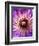 Detail of Clematis Flower-Darrell Gulin-Framed Photographic Print