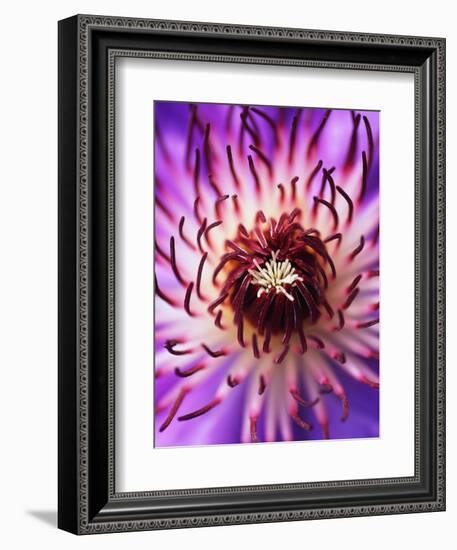 Detail of Clematis Flower-Darrell Gulin-Framed Photographic Print