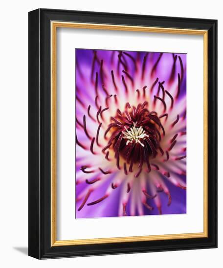 Detail of Clematis Flower-Darrell Gulin-Framed Photographic Print