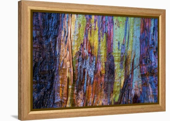 Detail of colorful trunk of a wet Eucalyptus tree, Oakland, Alameda County, California, USA-Panoramic Images-Framed Premier Image Canvas