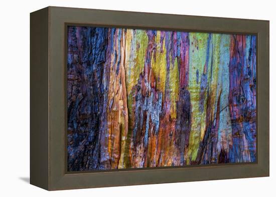 Detail of colorful trunk of a wet Eucalyptus tree, Oakland, Alameda County, California, USA-Panoramic Images-Framed Premier Image Canvas