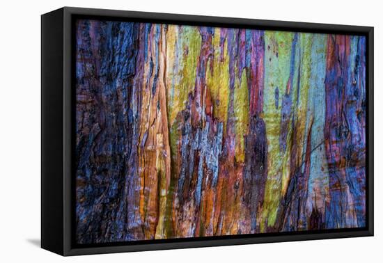 Detail of colorful trunk of a wet Eucalyptus tree, Oakland, Alameda County, California, USA-Panoramic Images-Framed Premier Image Canvas