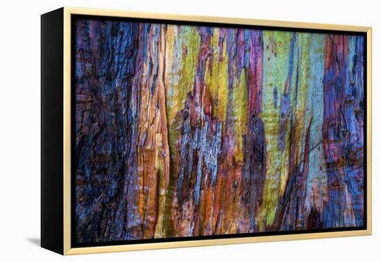 Detail of colorful trunk of a wet Eucalyptus tree, Oakland, Alameda County, California, USA-Panoramic Images-Framed Premier Image Canvas