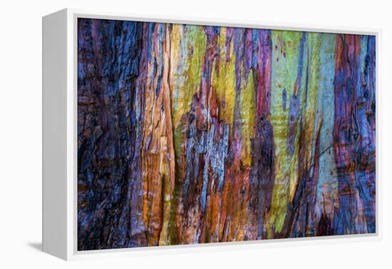 Detail of colorful trunk of a wet Eucalyptus tree, Oakland, Alameda County, California, USA-Panoramic Images-Framed Premier Image Canvas