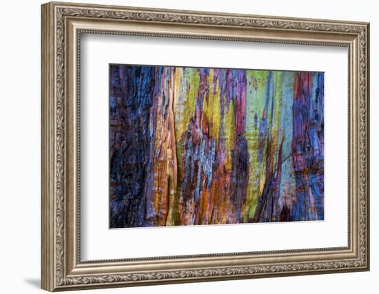 Detail of colorful trunk of a wet Eucalyptus tree, Oakland, Alameda County, California, USA-Panoramic Images-Framed Photographic Print