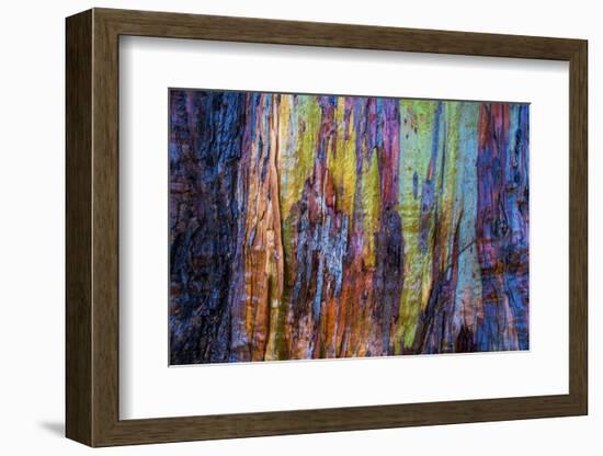 Detail of colorful trunk of a wet Eucalyptus tree, Oakland, Alameda County, California, USA-Panoramic Images-Framed Photographic Print