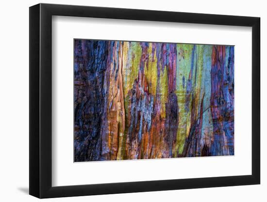 Detail of colorful trunk of a wet Eucalyptus tree, Oakland, Alameda County, California, USA-Panoramic Images-Framed Photographic Print