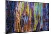 Detail of colorful trunk of a wet Eucalyptus tree, Oakland, Alameda County, California, USA-Panoramic Images-Mounted Photographic Print