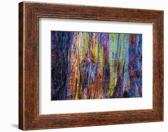 Detail of colorful trunk of a wet Eucalyptus tree, Oakland, Alameda County, California, USA-Panoramic Images-Framed Premium Photographic Print