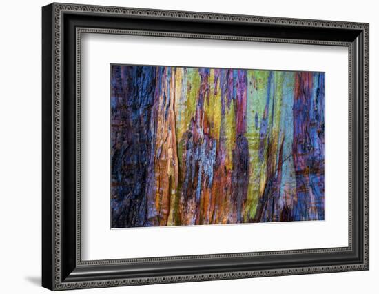 Detail of colorful trunk of a wet Eucalyptus tree, Oakland, Alameda County, California, USA-Panoramic Images-Framed Premium Photographic Print