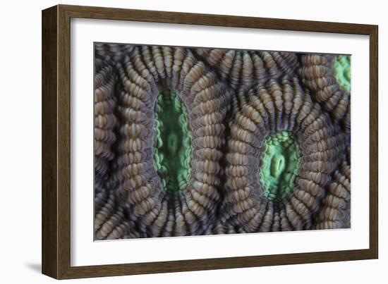 Detail of Coral Polyps on a Reef in Lembeh Strait-Stocktrek Images-Framed Photographic Print