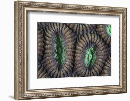 Detail of Coral Polyps on a Reef in Lembeh Strait-Stocktrek Images-Framed Photographic Print