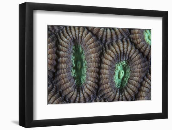 Detail of Coral Polyps on a Reef in Lembeh Strait-Stocktrek Images-Framed Photographic Print