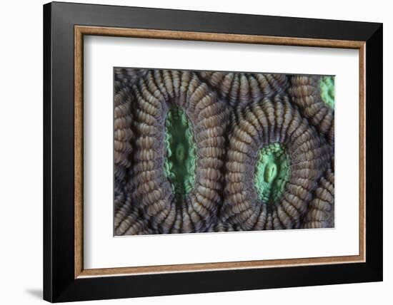 Detail of Coral Polyps on a Reef in Lembeh Strait-Stocktrek Images-Framed Photographic Print