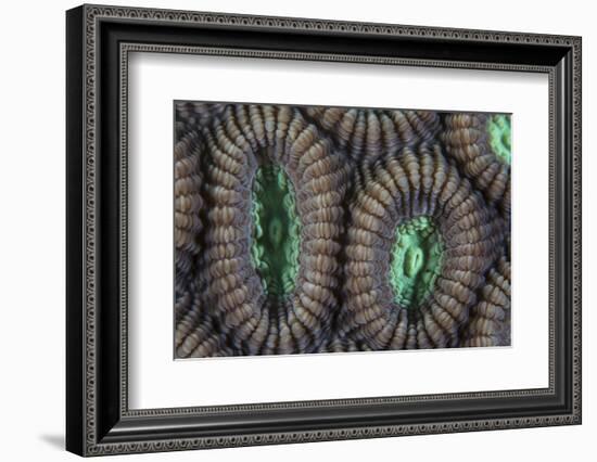 Detail of Coral Polyps on a Reef in Lembeh Strait-Stocktrek Images-Framed Photographic Print