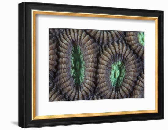 Detail of Coral Polyps on a Reef in Lembeh Strait-Stocktrek Images-Framed Photographic Print