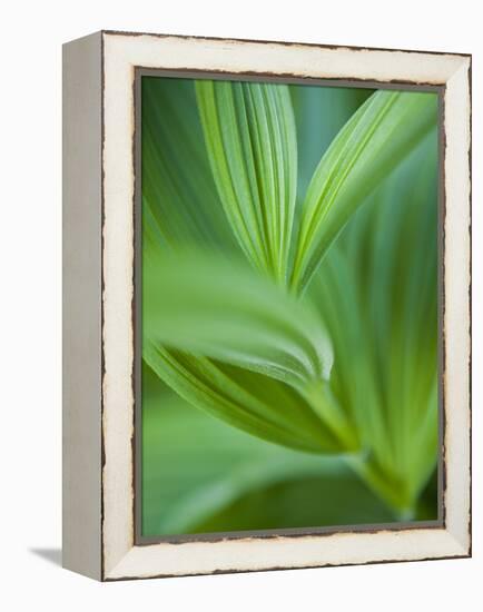 Detail of Corn Lilly-Ethan Welty-Framed Premier Image Canvas