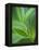 Detail of Corn Lilly-Ethan Welty-Framed Premier Image Canvas
