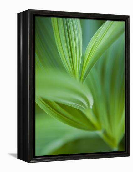 Detail of Corn Lilly-Ethan Welty-Framed Premier Image Canvas