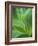 Detail of Corn Lilly-Ethan Welty-Framed Photographic Print