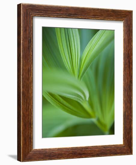 Detail of Corn Lilly-Ethan Welty-Framed Photographic Print