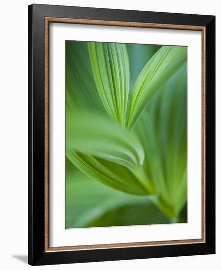 Detail of Corn Lilly-Ethan Welty-Framed Photographic Print