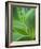 Detail of Corn Lilly-Ethan Welty-Framed Photographic Print