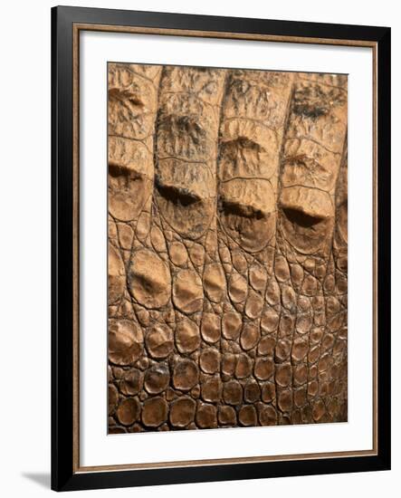 Detail of Crocodile Skin, Australia-David Wall-Framed Photographic Print