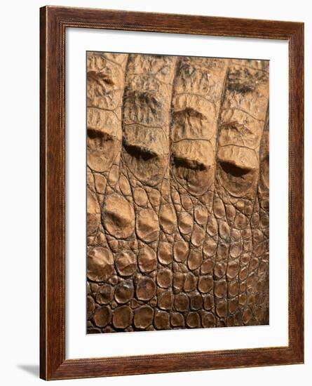 Detail of Crocodile Skin, Australia-David Wall-Framed Photographic Print