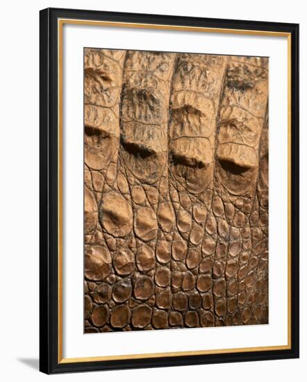 Detail of Crocodile Skin, Australia-David Wall-Framed Photographic Print