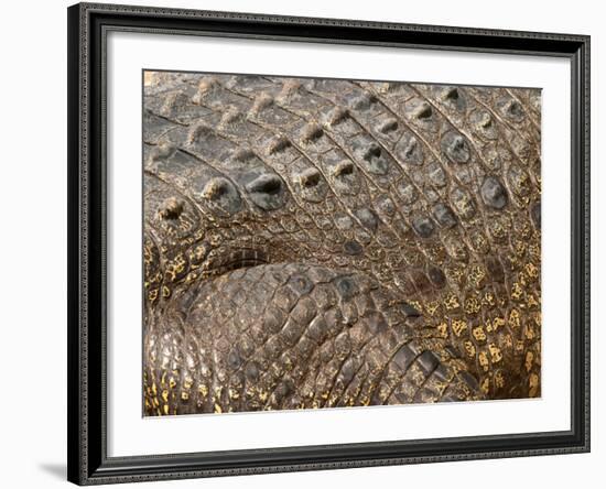 Detail of Crocodile Skin, Australia-David Wall-Framed Photographic Print