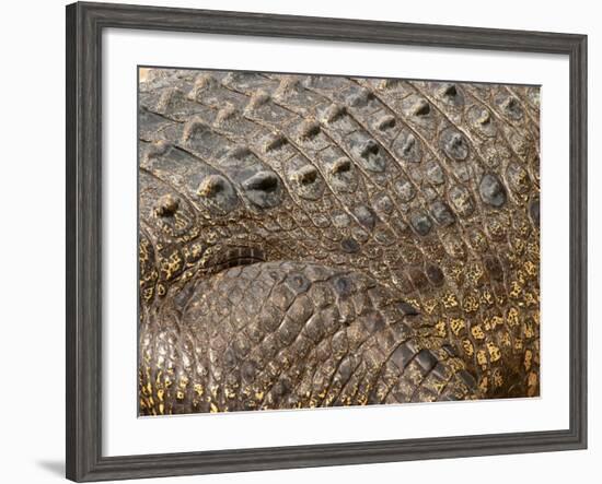 Detail of Crocodile Skin, Australia-David Wall-Framed Photographic Print