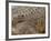 Detail of Crocodile Skin, Australia-David Wall-Framed Photographic Print