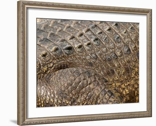 Detail of Crocodile Skin, Australia-David Wall-Framed Photographic Print