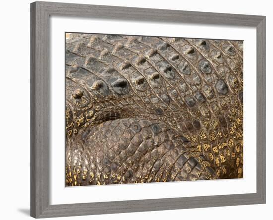 Detail of Crocodile Skin, Australia-David Wall-Framed Photographic Print